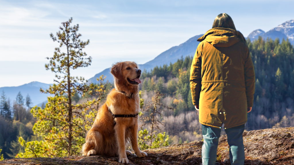 Dog and person standing in mountain forest