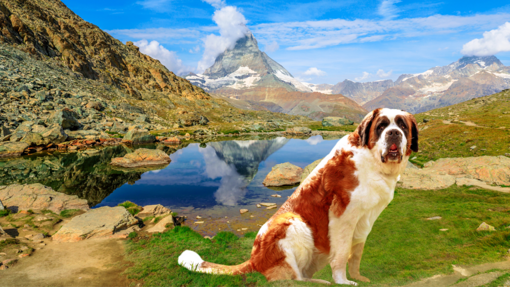Saint Bernard sitting in front of Swiss mountain range