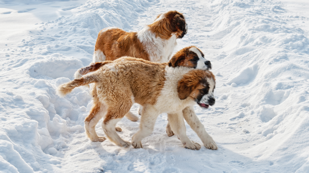 Three Saint Bernard pups standing in the snow