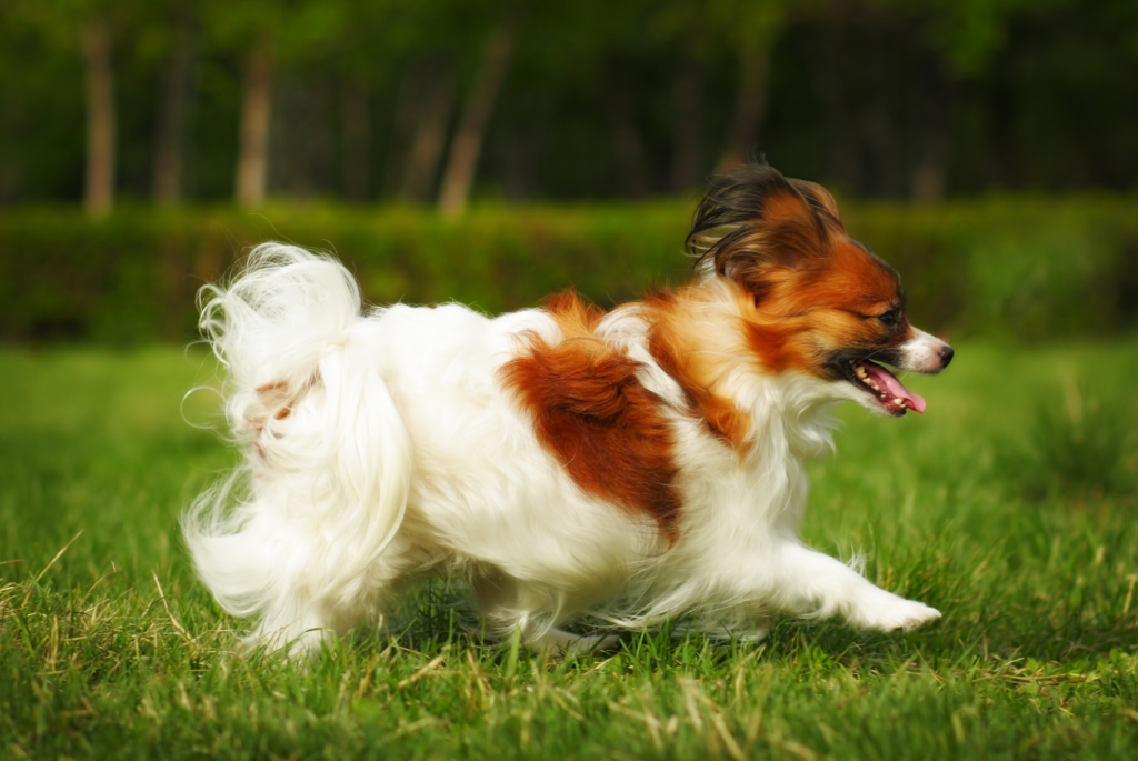 Papillon running in the forest