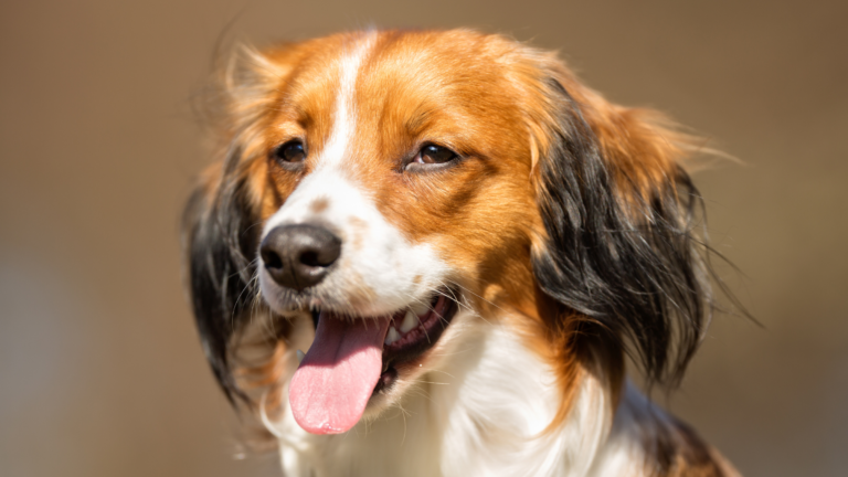 Kooikerhondje dog face, panting