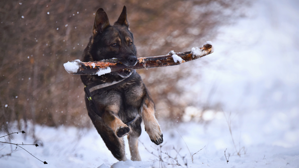Dog carrying stick in its mouth and running around in snow, playing fetch