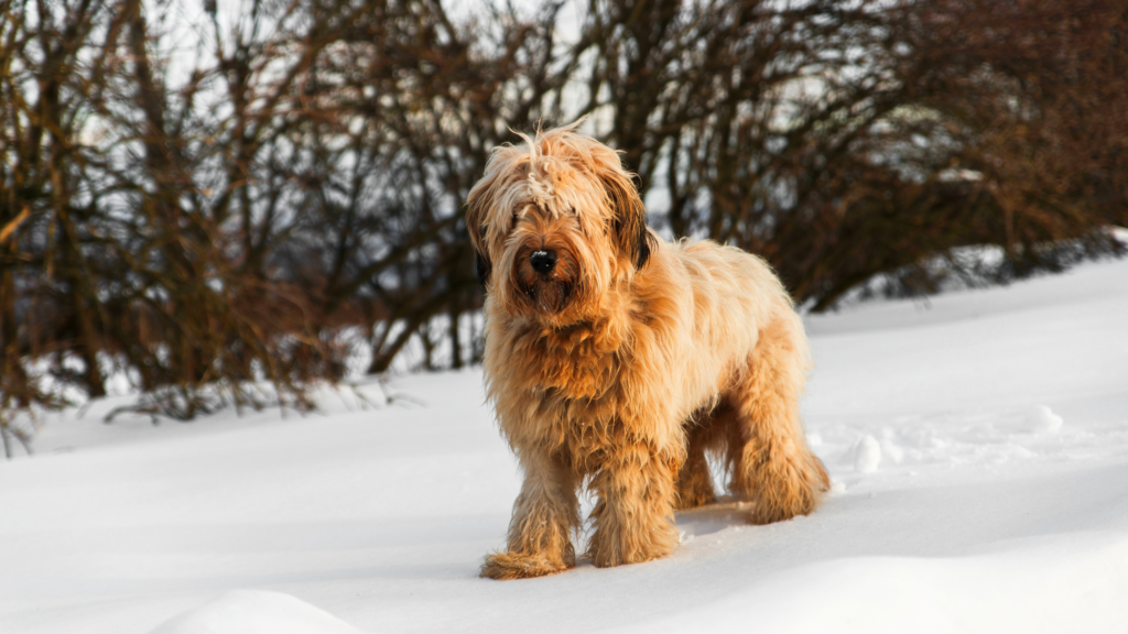 Briard standing in snow