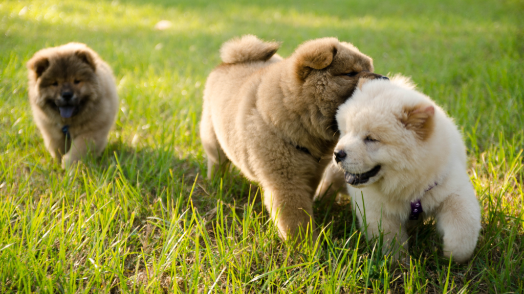 Chow Chow puppies playing together