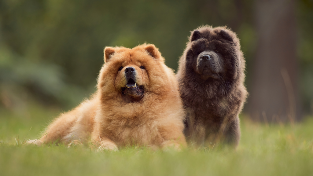Light and Dark Brown Chow Chows lying down