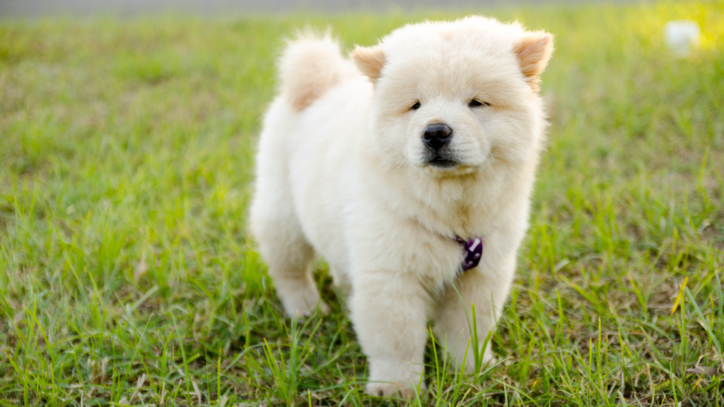 White Chow Chow puppy