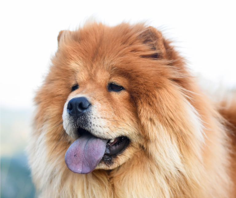 Chow Chow face