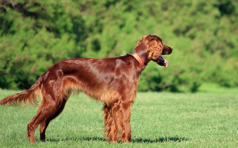 Irish setter in front of trees