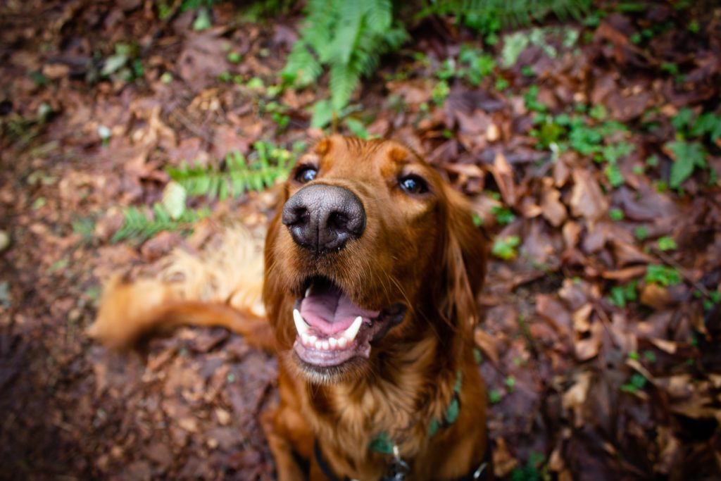 Irish setter looking up and smiling